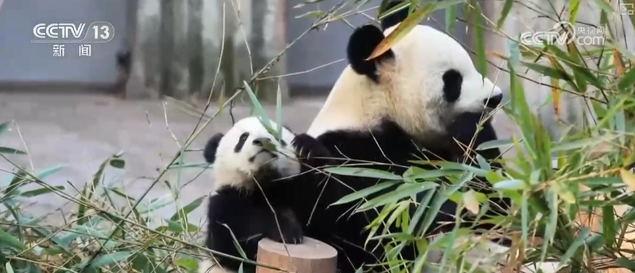 萌力报到！国宝大熊猫送上新春祝福