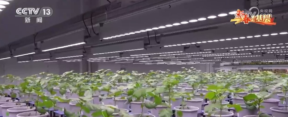 新春走基层 | 传统育种遇上AI 让农业更高效 丰收更可期