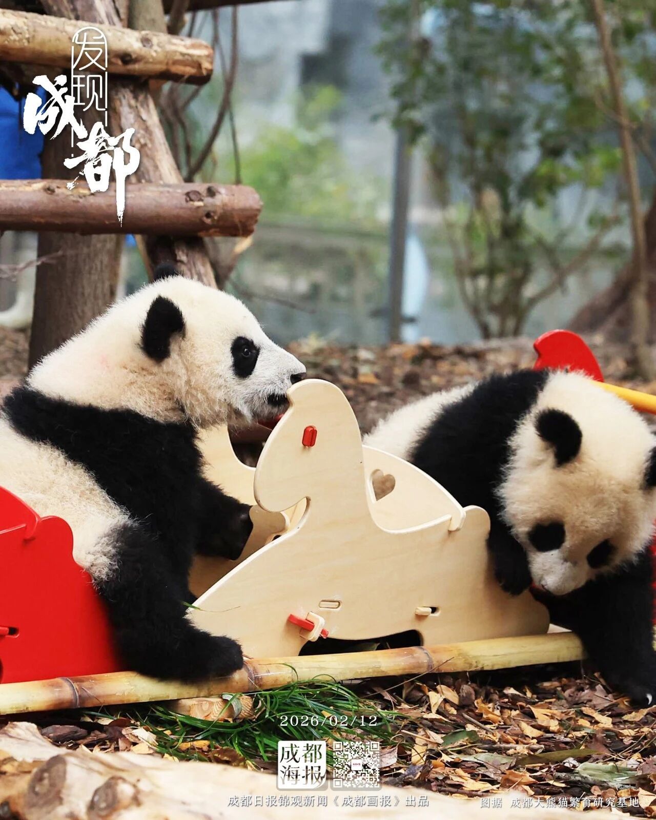 30只新生熊猫宝宝迎新春！