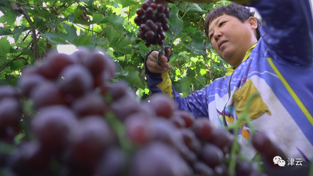 带鱼、黄瓜、萝卜、白菜、葡萄……为何天津人只认“本地”产? 带鱼、黄瓜、萝卜、白菜、葡萄……为何天津人只认“本地”产?