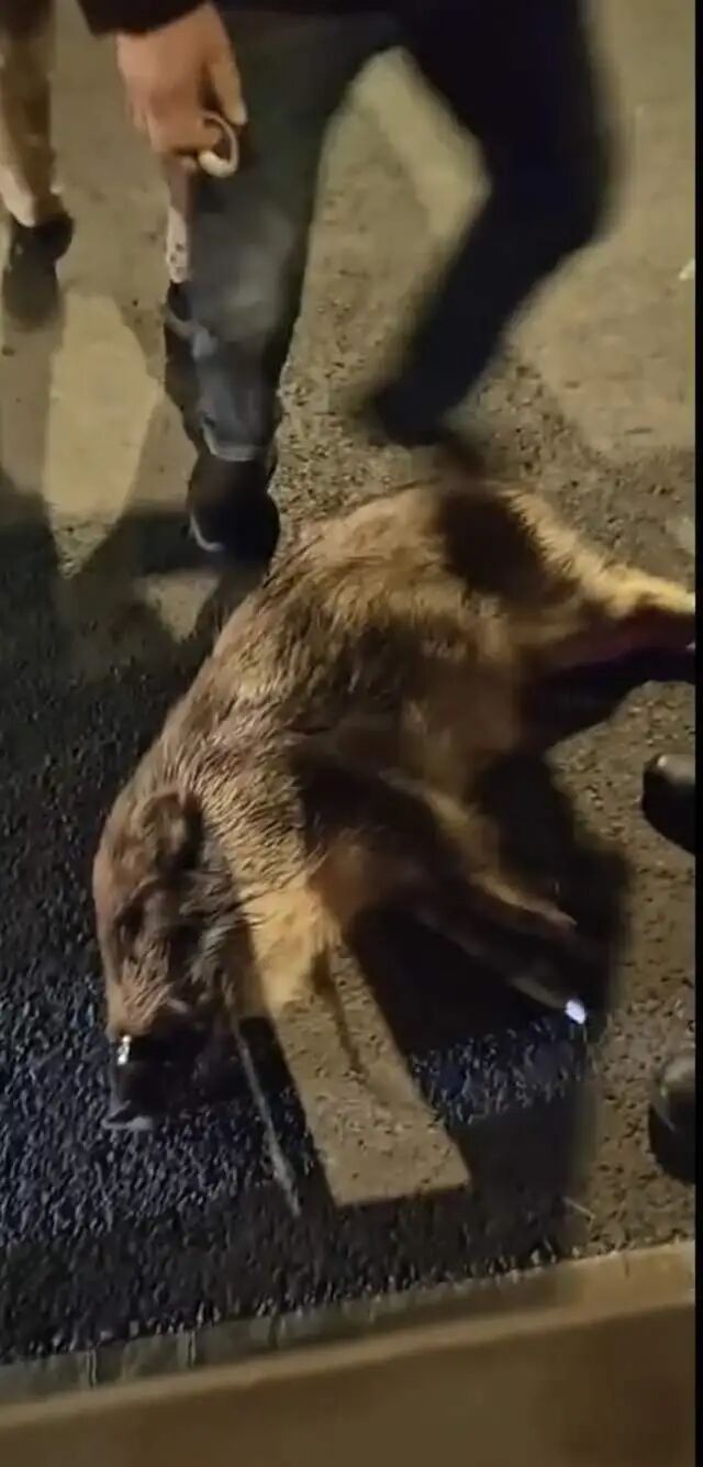 两只野猪在街上转悠，过马路时卡在了护栏上，当地民警：打了麻醉枪后拖走了