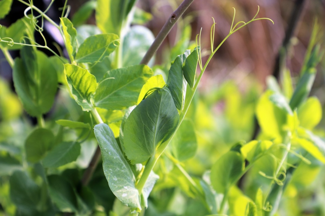维C比橙子还高，高蛋白又抗氧化！终于知道为什么这么多人喜欢它了！