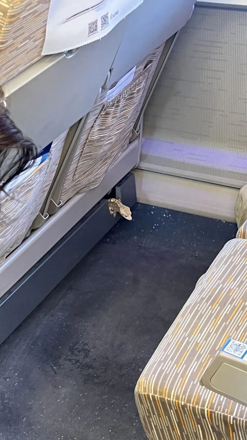 “真害怕，我都不敢回座位了”，高铁车厢内突现蜥蜴？铁路通报