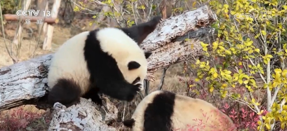 萌力报到！国宝大熊猫送上新春祝福