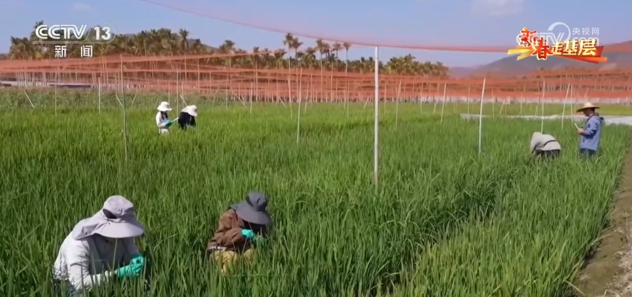 新春走基层 | 传统育种遇上AI 让农业更高效 丰收更可期