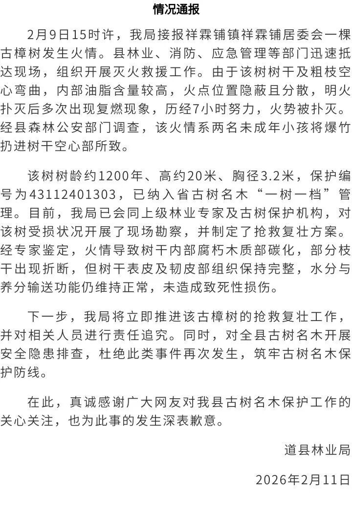两小孩扔爆竹致1200年古树起火,官方通报 两小孩扔爆竹致1200年古树起火,官方通报