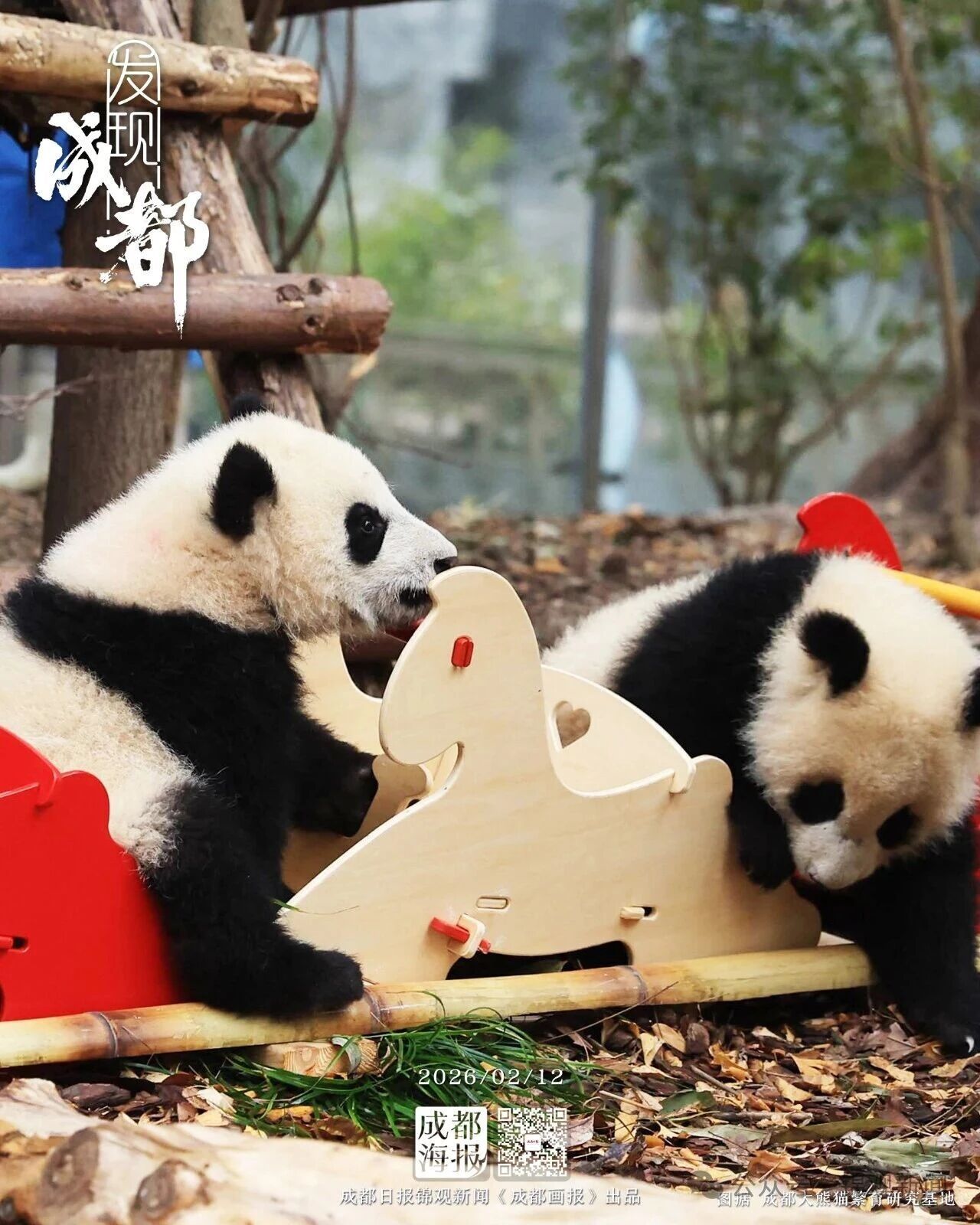 30只新生熊猫宝宝迎新春！