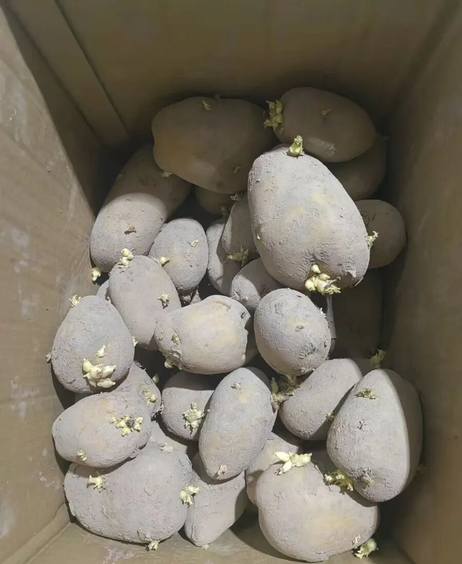 7.6元网购2500克土豆,男子食用后连续两年饱受折磨!医生提醒 7.6元网购2500克土豆,男子食用后连续两年饱受折磨!医生提醒