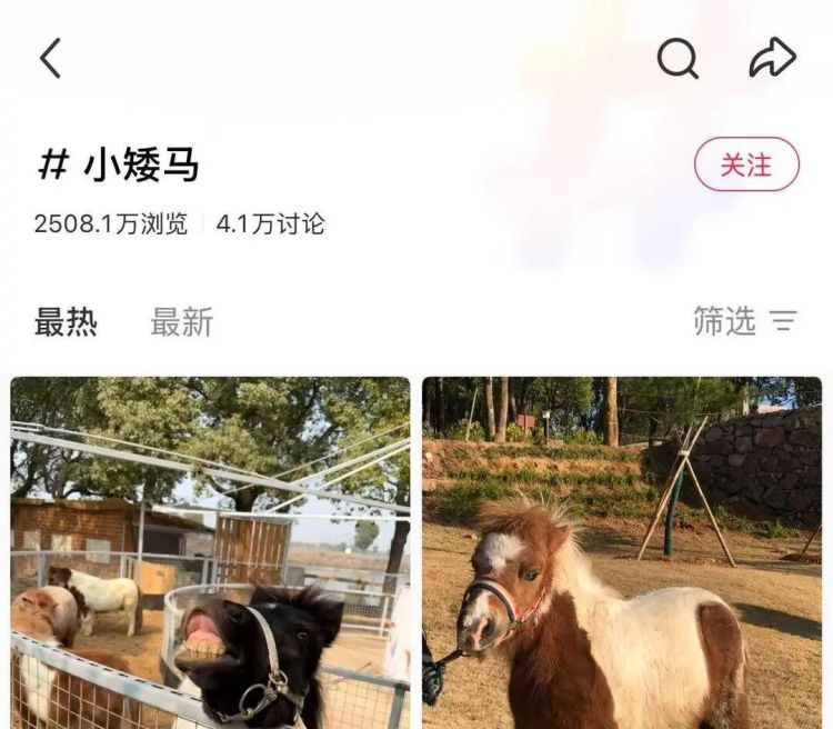 “马年养马”成热潮!网红小矮马成新晋萌宠,有卖家称“一天能卖出二三十匹” “马年养马”成热潮!网红小矮马成新晋萌宠,有卖家称“一天能卖出二三十匹”