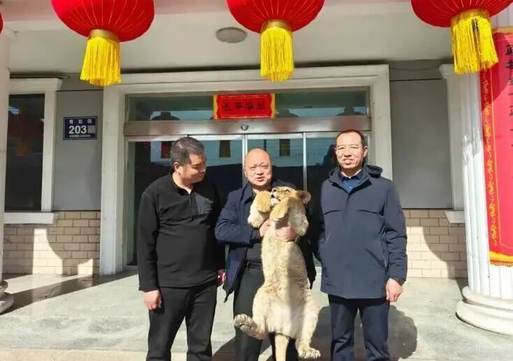 山西一高速路边惊现非洲狮幼崽，官方：系运输意外出逃，已安全找回