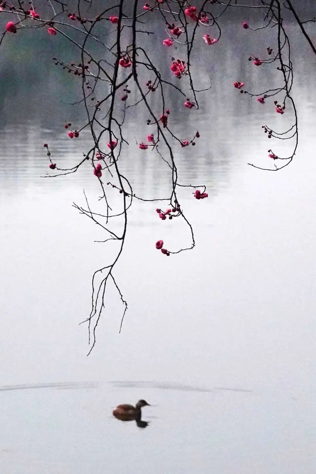 气温暴跌12℃，未来几天“换季式”降温！杭州除夕至初六天气展望来了