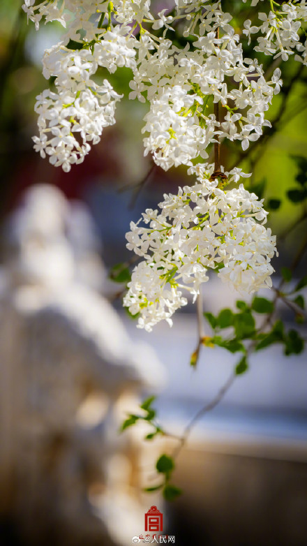 转存！故宫四季壁纸安排上了