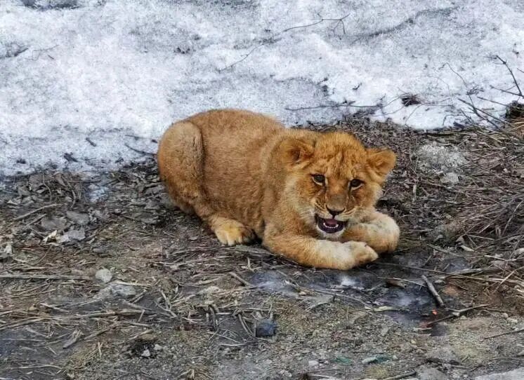 山西一高速路边惊现非洲狮幼崽，官方：系运输意外出逃，已安全找回