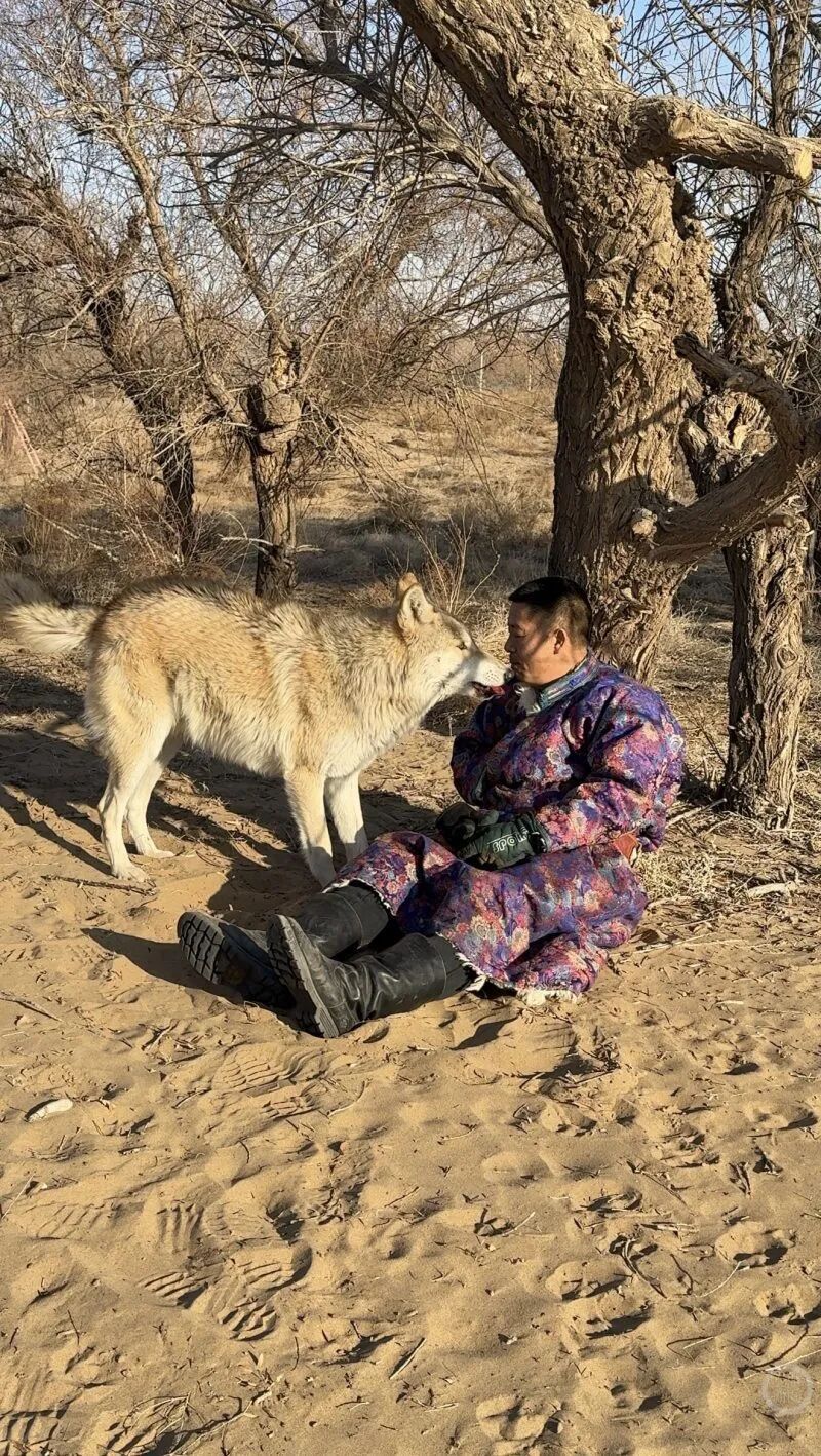 内蒙古巴彦淖尔“双语狼”火了，不仅能发出标准的狼嚎