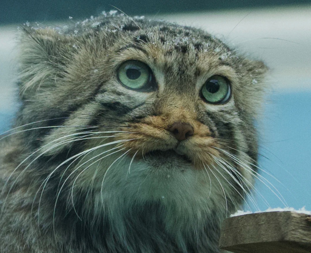 不舍!"狲三郎"突然死亡,不到4岁…系网红"狲思邈"之子 不舍!"狲三郎"突然死亡,不到4岁…系网红"狲思邈"之子