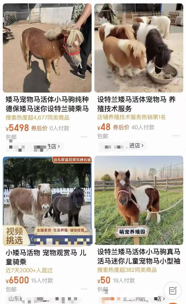 “马年养马”成热潮!网红小矮马成新晋萌宠,有卖家称“一天能卖出二三十匹” “马年养马”成热潮!网红小矮马成新晋萌宠,有卖家称“一天能卖出二三十匹”