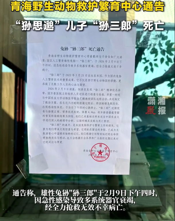 不舍!"狲三郎"突然死亡,不到4岁…系网红"狲思邈"之子 不舍!"狲三郎"突然死亡,不到4岁…系网红"狲思邈"之子