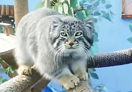 不舍!"狲三郎"突然死亡,不到4岁…系网红"狲思邈"之子 不舍!"狲三郎"突然死亡,不到4岁…系网红"狲思邈"之子