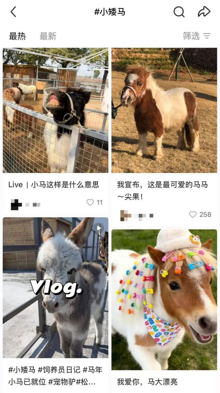 “马年养马”成热潮!网红小矮马成新晋萌宠,有卖家称“一天能卖出二三十匹” “马年养马”成热潮!网红小矮马成新晋萌宠,有卖家称“一天能卖出二三十匹”
