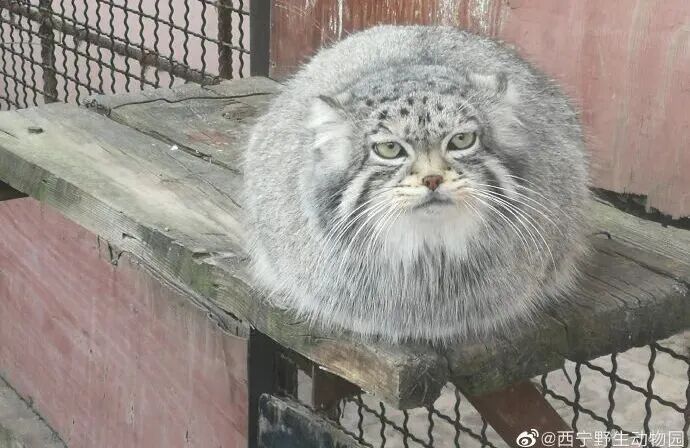 不舍!"狲三郎"突然死亡,不到4岁…系网红"狲思邈"之子 不舍!"狲三郎"突然死亡,不到4岁…系网红"狲思邈"之子