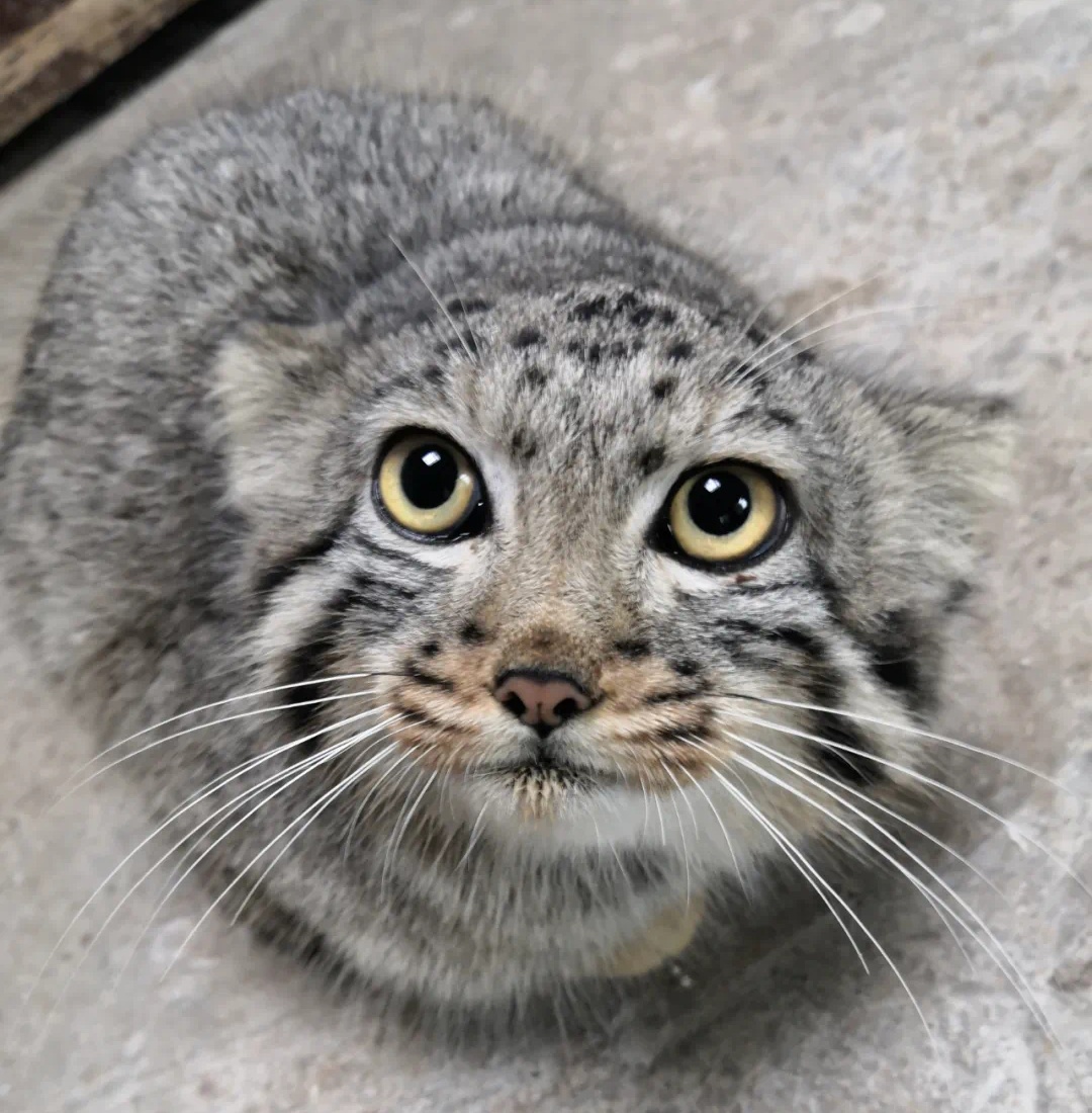 不舍!"狲三郎"突然死亡,不到4岁…系网红"狲思邈"之子 不舍!"狲三郎"突然死亡,不到4岁…系网红"狲思邈"之子