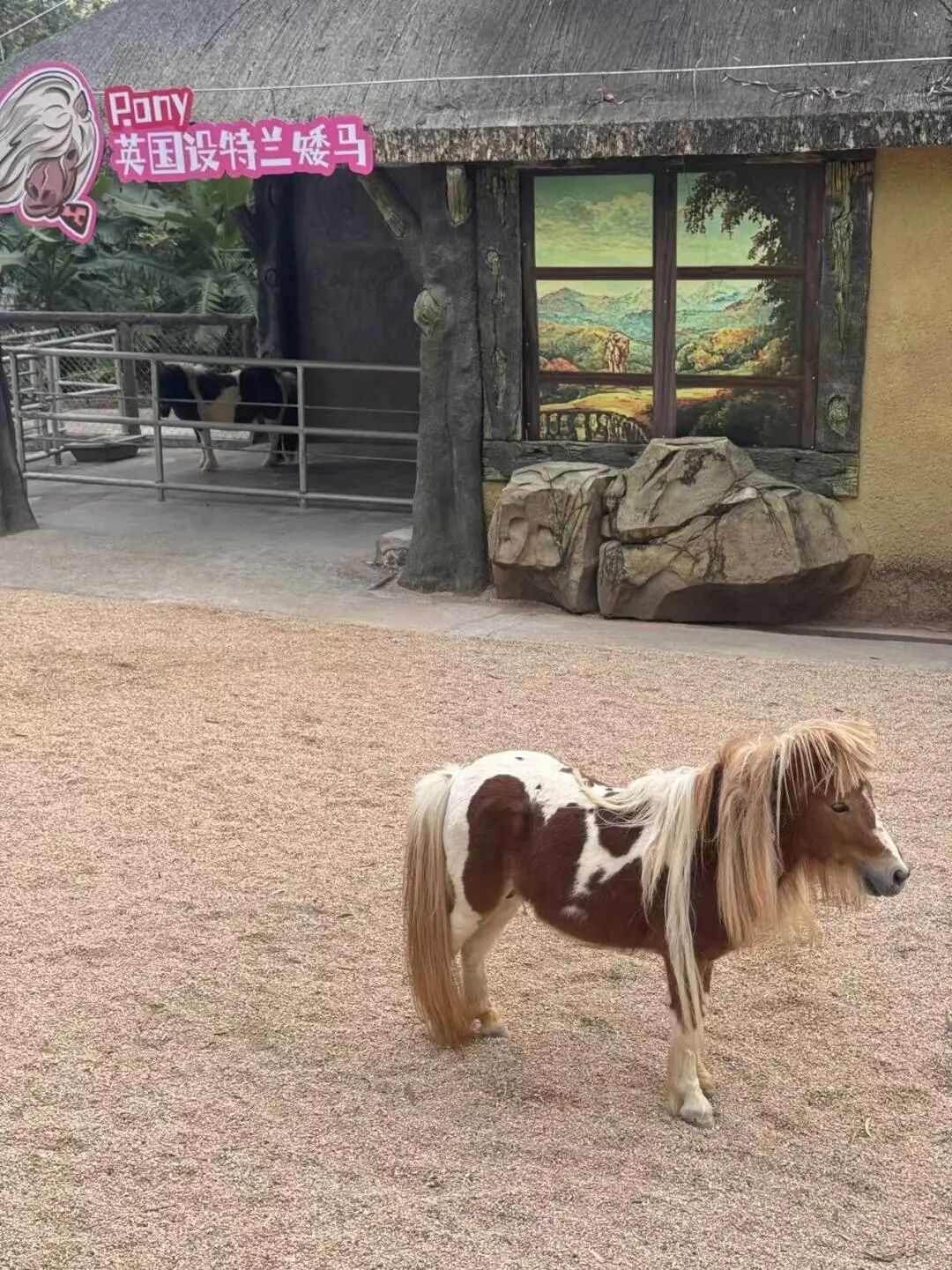 马年跟风养马？年耗数万元修蹄 律师：城市养须报批