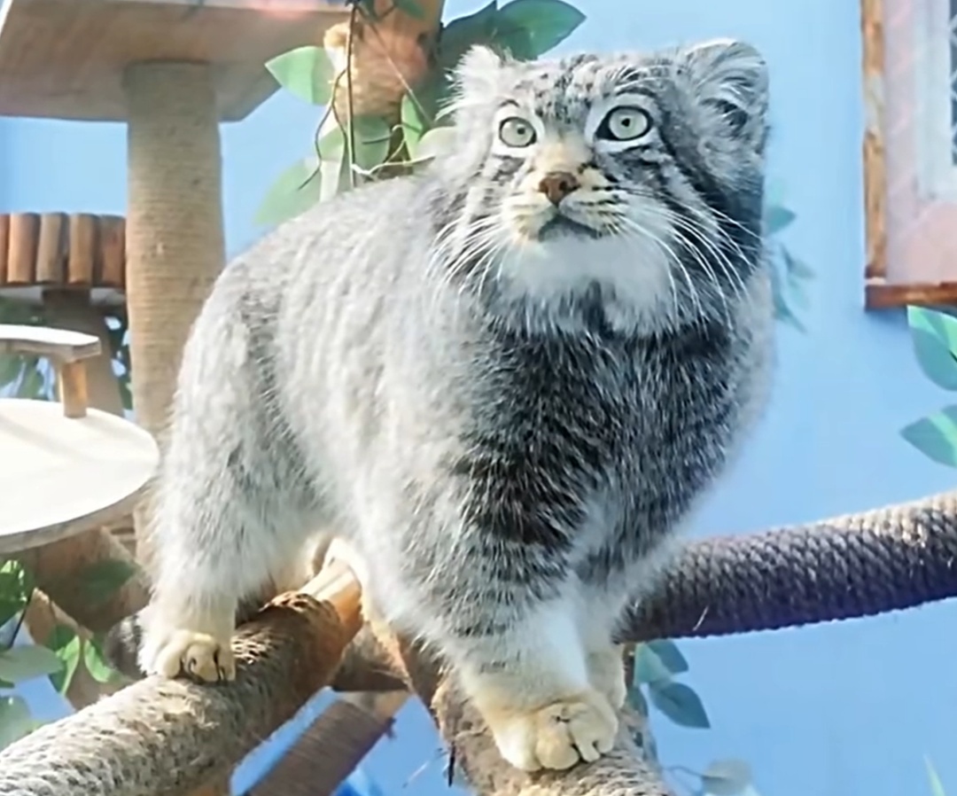 网红兔狲“狲三郎”病亡!系“狲思邈”之子 网红兔狲“狲三郎”病亡!系“狲思邈”之子