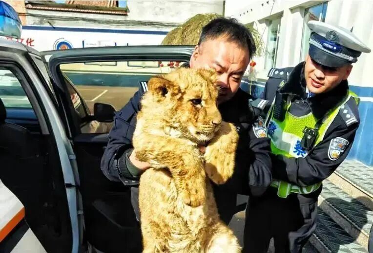 山西一高速路边惊现非洲狮幼崽，官方：系运输意外出逃，已安全找回