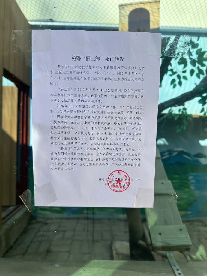 网红兔狲“狲三郎”病亡!系“狲思邈”之子 网红兔狲“狲三郎”病亡!系“狲思邈”之子