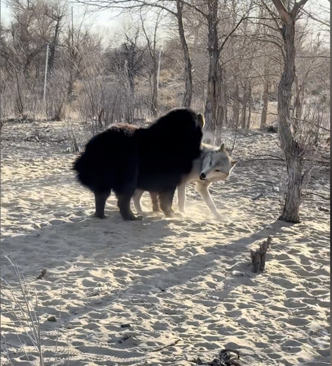 内蒙古巴彦淖尔“双语狼”火了，不仅能发出标准的狼嚎