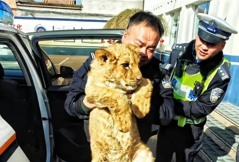 山西一高速路边发现一只小狮子,有民警称干了十几年首次遇见 山西一高速路边发现一只小狮子,有民警称干了十几年首次遇见