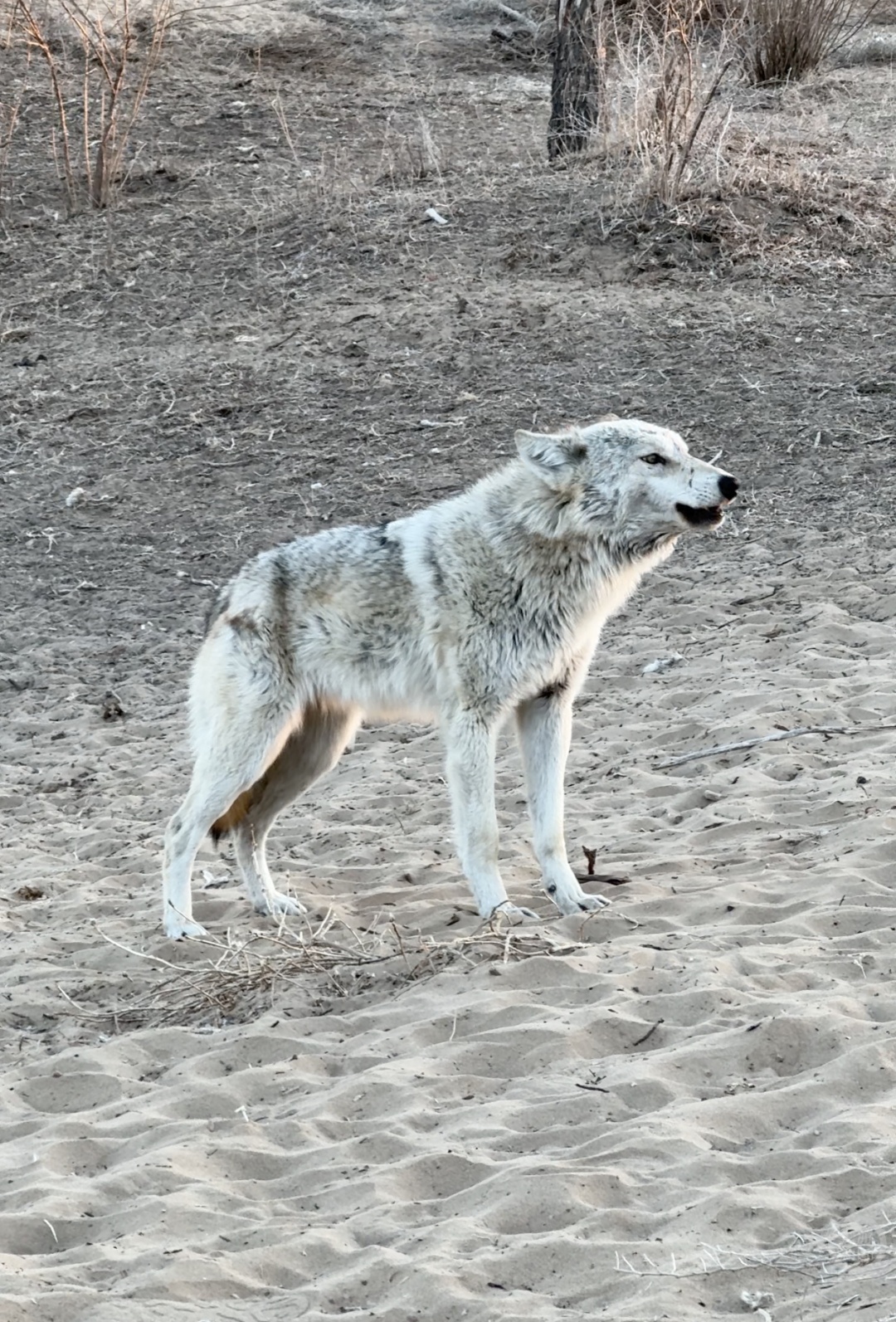 内蒙古巴彦淖尔“双语狼”火了，不仅能发出标准的狼嚎