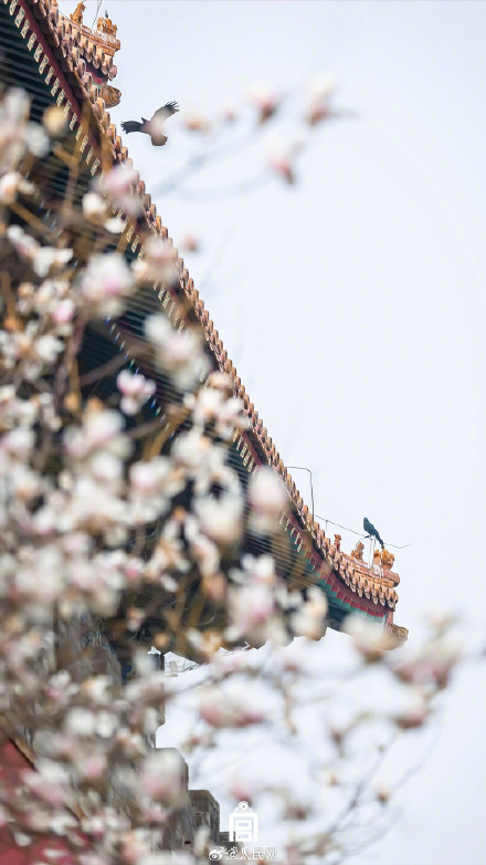 转存！故宫四季壁纸安排上了