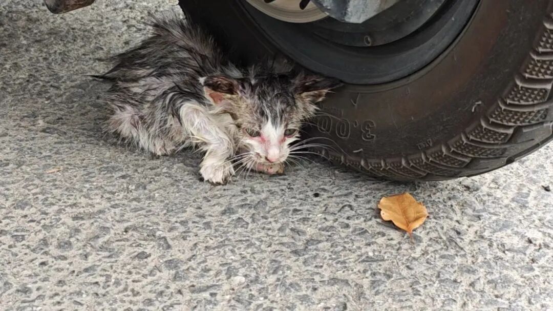 8天能赚上万元!杭州老板忙疯,有人提前2月预定,商家已停止接单 8天能赚上万元!杭州老板忙疯,有人提前2月预定,商家已停止接单