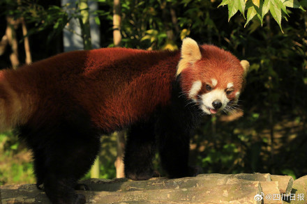 七彩配黑白！四川大熊猫有了新邻居