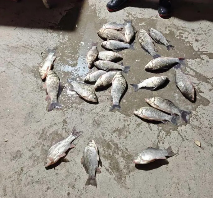 想“找回儿时摸鱼的乐趣”，他们竟摸了几百斤鱼！民警连夜一桶一桶捞回来…