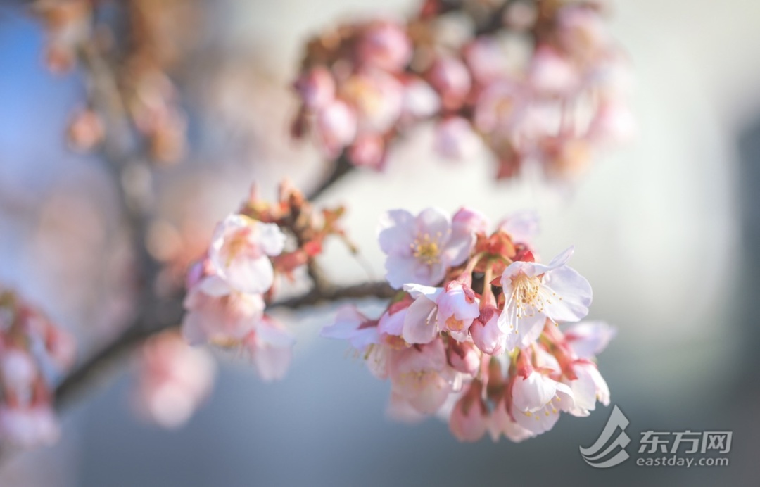上海今天最高21℃，明起降温又有雨！寒樱提前绽放，本周末进入最佳观赏期
