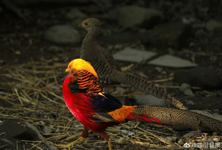 七彩配黑白！四川大熊猫有了新邻居