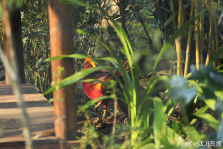 七彩配黑白！四川大熊猫有了新邻居