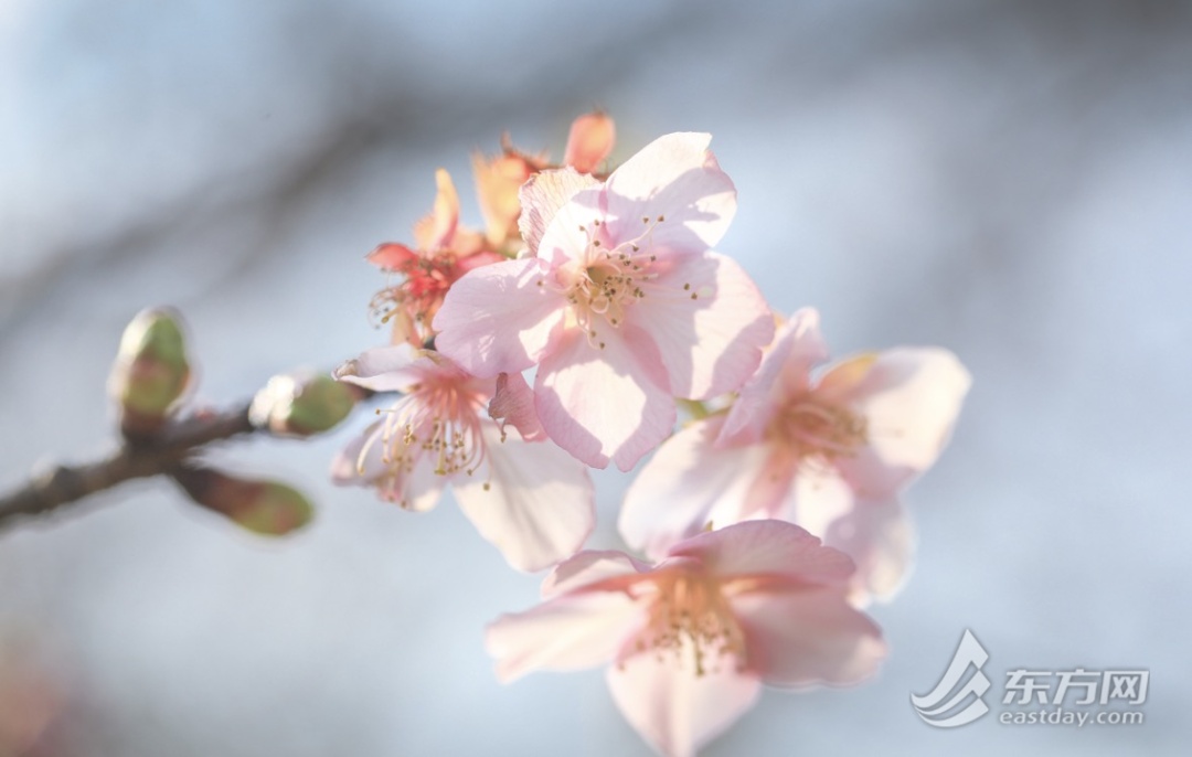 上海今天最高21℃，明起降温又有雨！寒樱提前绽放，本周末进入最佳观赏期