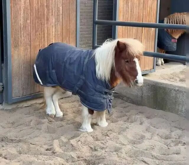 马年想养“小马宝莉”？律师：存在安全风险