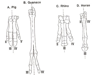 马年“热知识”！修马蹄时，马会疼吗？揭秘→