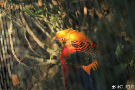 七彩配黑白！四川大熊猫有了新邻居