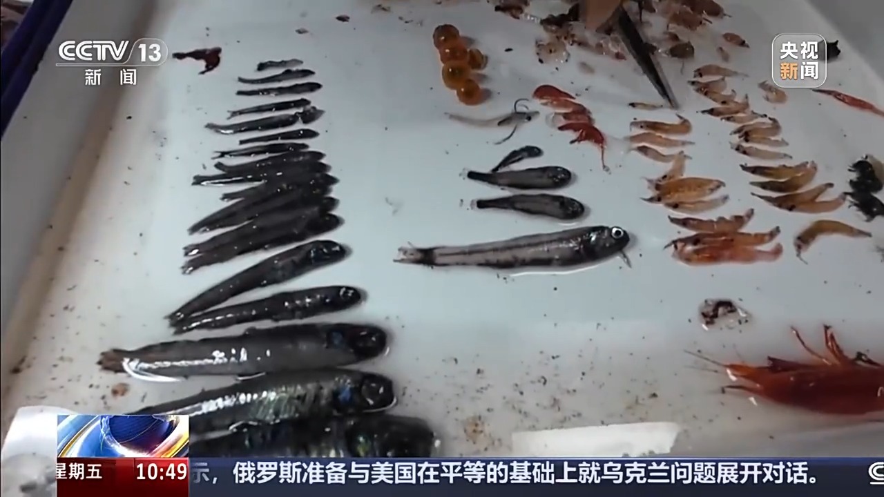 中国南极考察又有新发现！中层鱼拖网获取的珍贵样品都有啥？