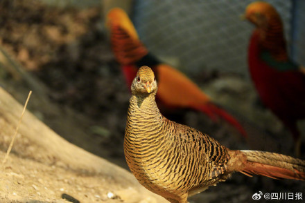 七彩配黑白！四川大熊猫有了新邻居