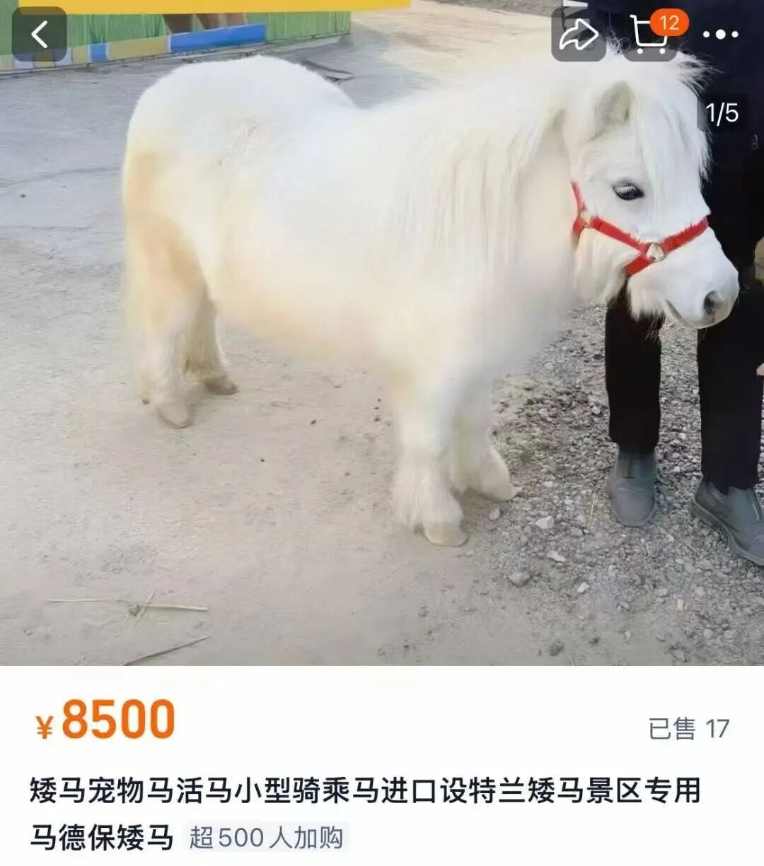 马年想养“小马宝莉”？律师：存在安全风险