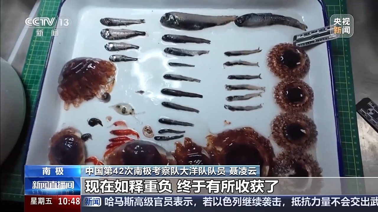中国南极考察又有新发现！中层鱼拖网获取的珍贵样品都有啥？