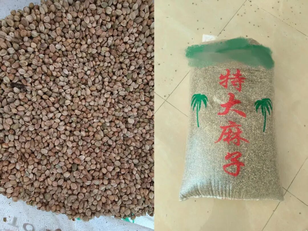 查获大麻种子近2吨!云南临沧警方破获一起非法贩卖毒品原植物种子案件 查获大麻种子近2吨!云南临沧警方破获一起非法贩卖毒品原植物种子案件