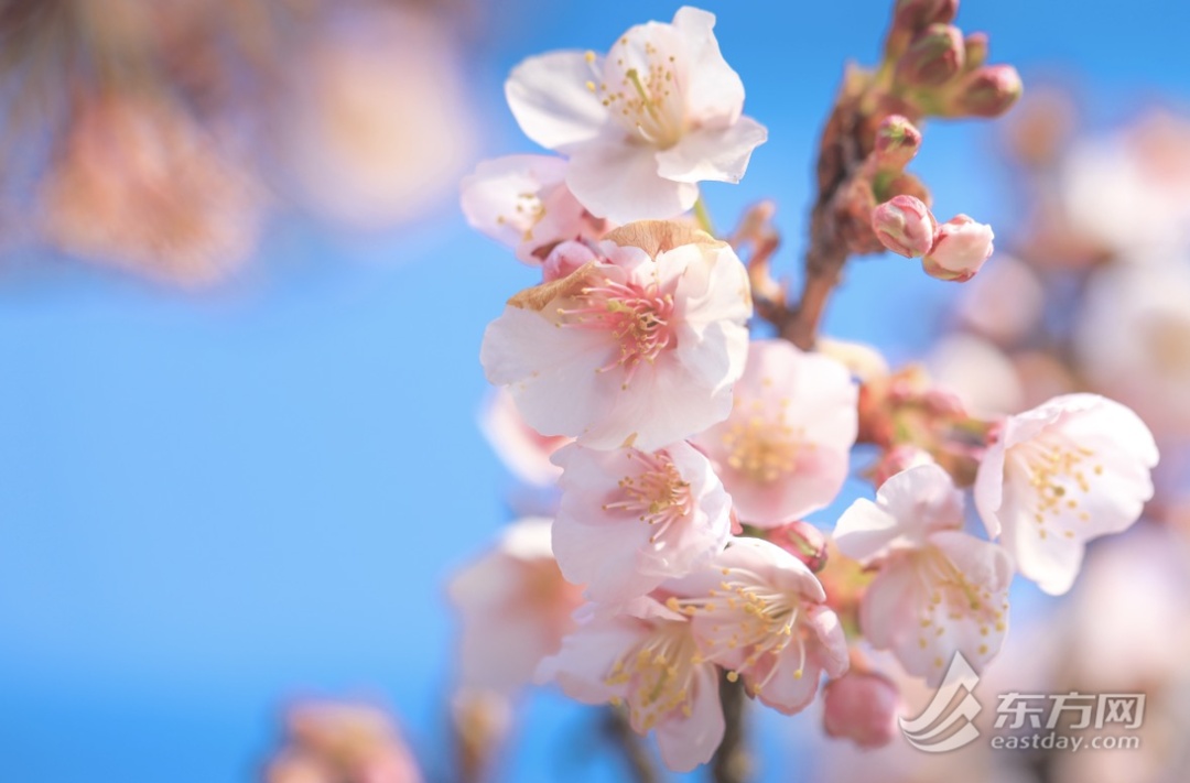 上海今天最高21℃，明起降温又有雨！寒樱提前绽放，本周末进入最佳观赏期