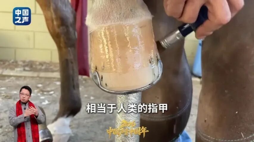 马年“热知识”！修马蹄时，马会疼吗？揭秘→